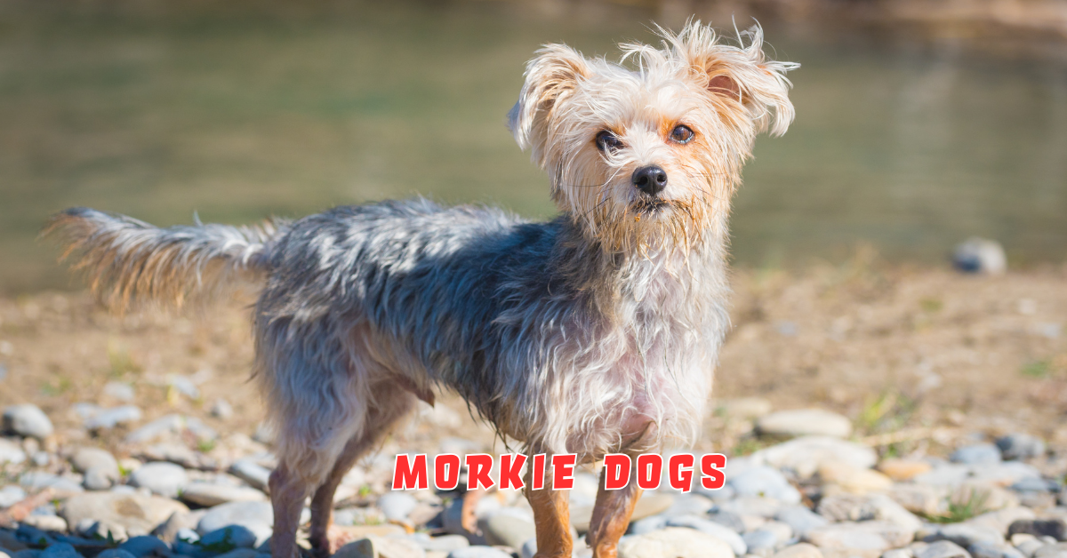 Morkie Dogs