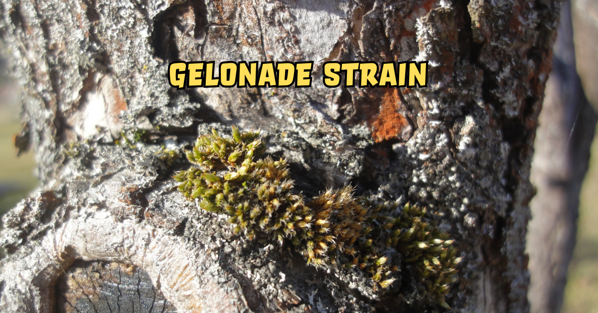 Gelonade Strain
