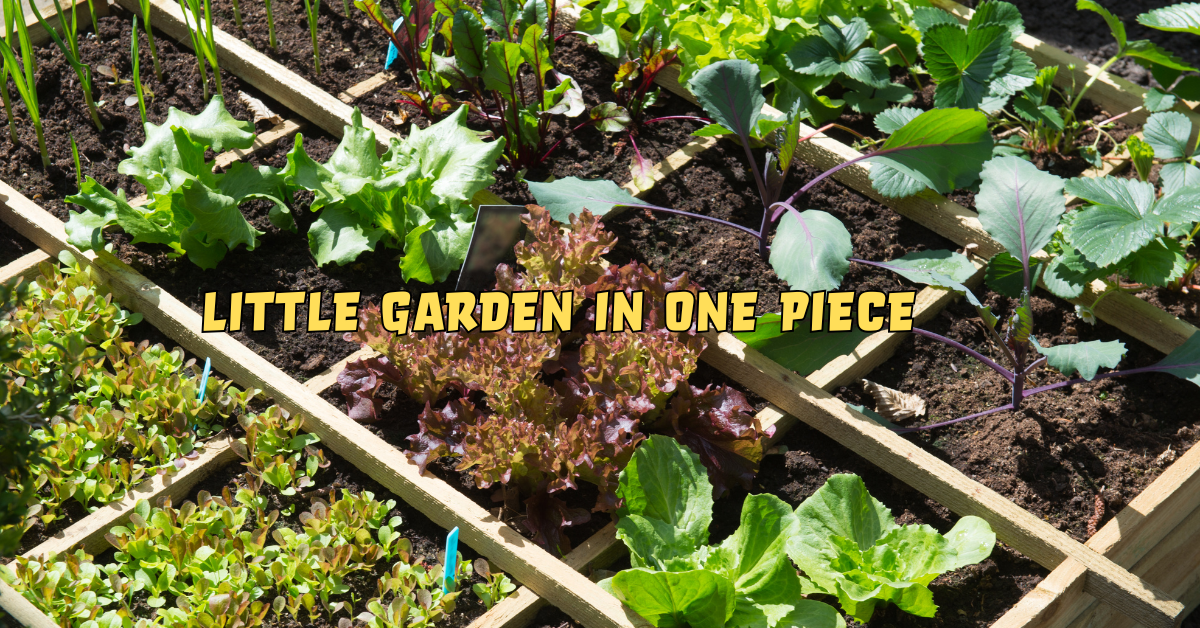 Little Garden in One Piece