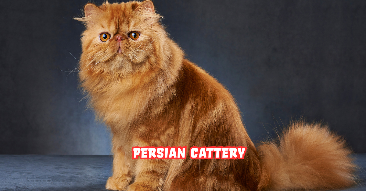Persian Cattery